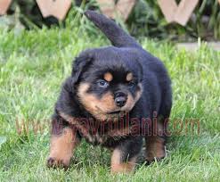 Satilik Rottweiler Yavrulari Satilik Yavru Kopek Ilani Rottweiler Yavrulari Rottweiler Kopek