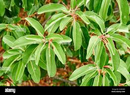 Image result for Andrachne