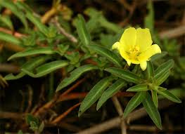 Image result for Ludwigia adscendens