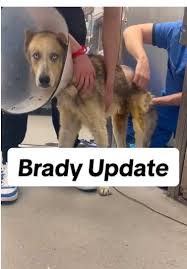 We have another update to share on #Brady! For those just joining us, Brady  the #Husky had been living on the streets of Cleveland, TX, for weeks  outside a local Dollar Store. With no shelter in the ...