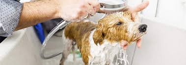 Most dogs need once a week bathing. How Often Should You Bathe Your Dog