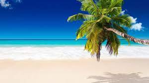 Read About Our New Blog Post On Our Website Https Goo Gl P2uyfr Utm Content Buffer803cb Utm Medium Socia Beach Background Tree Hd Wallpaper Beach Wallpaper