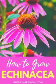 How To Grow Echinacea Flowers Echinacea Flowers Perennials Growing Flowers