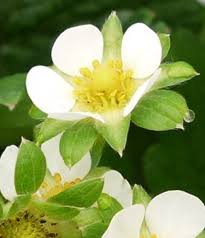 We did not find results for: Hydroponic Strawberry Pollination