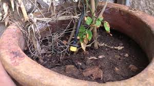 Cut the yellow looped wire from the controller, and using waterproof. How To Set Up The Toro Ddc4 Irrigation System Youtube