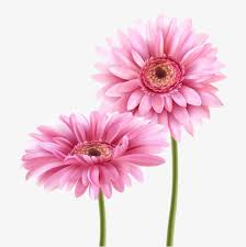 Pin On Flores