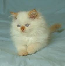 Our persian, himalayan and exotic kittens for sale come in an array of colors: Flamepointcat Com Himalayan Kitten Kitten Pictures Kittens