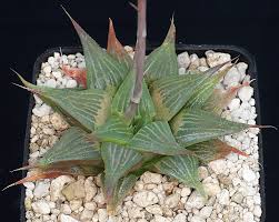 Image result for Pteronia acuminata