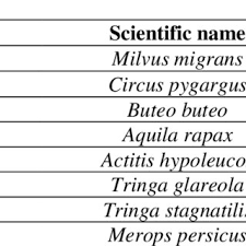 Image result for Grewia conocarpoides