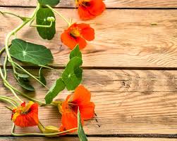 Comes in a mix of gold, orange, red and yellow. How To Grow Nasturtium