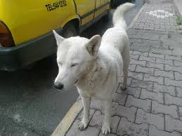 Haysev Dernegi Hayvan Severler Iletisim 0545 881 60 13 Yer Bafra Bafra Sokaklarinda Basi Bos Perisan Halde Dolasirken Bulundu Belliki Oda Bebek Iken Alinip Hevesleri Gecince Sokaga Atilanlardan Sokaklarda Kotuluklerden Bir Haber Dolasiyor