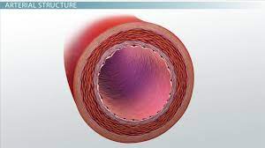 A professionally created artery vein diagram template like this one here doesn't only assist educational purposes, but also help the formal medical conference. What Are Arteries Function Definition Video Lesson Transcript Study Com