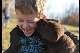 Labrador Retriever (Lab) Puppies For Sale In Beech Grove, IN
