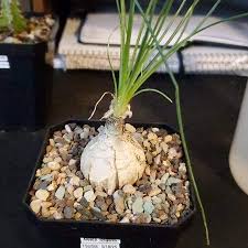 Image result for Albuca