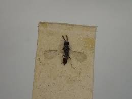 Collection specimens