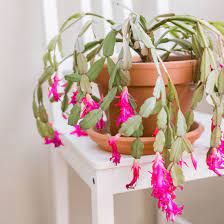 Over time, it can grow 24 inches (60 cm) tall. Christmas Cactus Plant Care Growing Guide