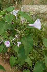 Image result for Ipomoea carnea
