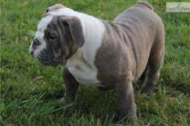 Rachel is a blue fawn. Akc Blue Fawn Brindle Brindle English Bulldog Cute Cats And Dogs English Bulldog For Sale