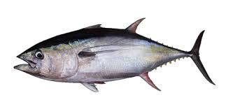 Fish Names With Images A gorgeous goan guest house nestled amidst greenery and silence, though in the heart of tamoshi restobar. fish names with images