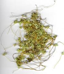 Image result for Cuscuta australis
