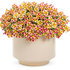 Image result for Barleria holubii