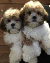 Black Bichon Frise Puppy For Sale Image Result For Shih Tzu Cross Bichon Frise Puppies For Sale Bichon Frise Bichon Frise Puppy Cute Baby Animals