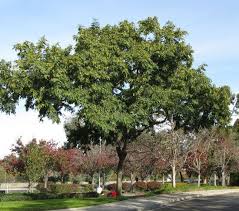 Image result for Tipuana