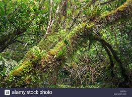Download This Stock Image Epiphytes In Tropical Rainforest Reunion Island C7rt51 From Alamy S Library Of Mil Tropical Rainforest Reunion Island Rainforest