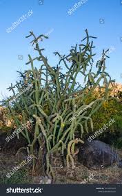 Image result for Opuntia imbricata