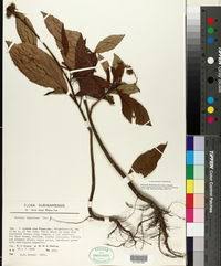 Image result for Pavonia leptocalyx