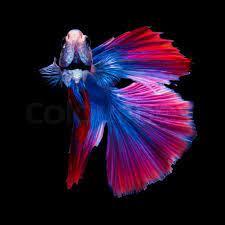 Betta fish, siamese fighting fish. Red And Blue Siamese Fighting Fish Stock Image Colourbox
