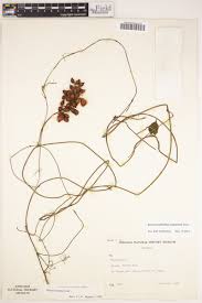 Image result for Dioscoreophyllum