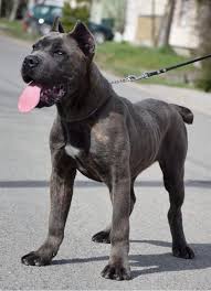 Protection Dogs Personal Family Protection Dogs For Sale Uk Coming Soon Jackpot Puppy Canecorso Pdw 2020 Cane Corso Kopek Turleri Bekci Kopegi