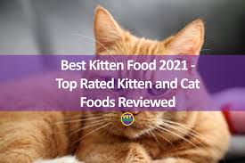 Raw cat foods offer a safe and easy way to feed a raw meat diet to your feline friend. Best Kitten Food 2021 Top Rated Kitten And Cat Foods Reviewed