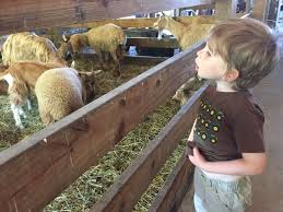 Bear den zoo and petting farm. Petting Zoos And Animal Farms Your Kids Will Love To Visit In Ohio