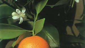 Orange flesh with red streaks which is sweet and tender. Calamondin Orange A Portrait Of A House Plant Howstuffworks