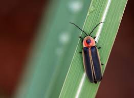 Fireflies: A Gateway to Beetles - Friends of Wissahickon Friends of  Wissahickon