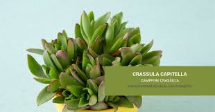 Image result for Crassula capitella
