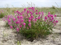 Image result for Hedysarum