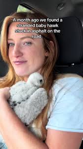 Hawkeem The Hawk Rehabilitation