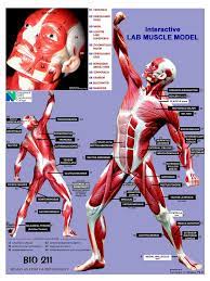 Muscles Human Anatomy And Physiology Muscle Anatomy Anatomy And Physiology
