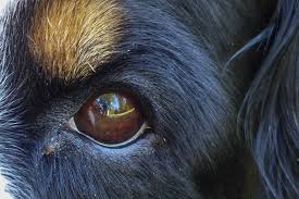 May 10, 2021 · eye drops are one of the most common treatments for pink eye in both dogs and humans, but the specific drops may differ depending on your dog's case. Can Dogs Get Pink Eye