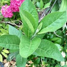Antibacterial activity of vernonia amygdalina leaf extracts against multidrug resistant bacterial isolates. African Bitter Leaf Vernonia Amygdalina Medicinal Live Starter Plant Fresh Usa Ebay