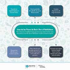 Las flores de bach, también llamadas remedios florales de bach o esencias florales de bach, es la denominación genérica y comercial de un conjunto de preparados artesanales a base de soluciones de brandy y agua que contienen diluciones extremas de material floral de diversas especies vegetales. Beneficios De Las Flores De Bach Deusto Salud