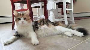 Ukpets found the following maine coon for sale in the uk. Purebred Calico Maine Coon Cat For Private Adoption Averill Park Ny Meet Penelope By Deborah Moore Medium
