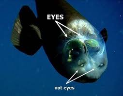 Barreleye Fish Deep Sea Creatures Weird Fish Marine Life Photography