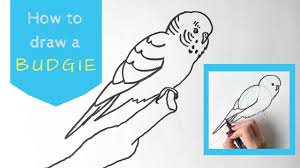 How To Draw A Budgie Parakeet Budgies Drawings Drawing Tutorial