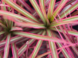We did not find results for: Dragon Tree Indoor Plant Care Growing Guide