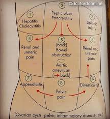 Abdominal quadrants are a way of sectioning internal organs into four regions for diagnostic, and descriptive purposes. 7 Quadrants Of The Abdomen Ideas Nursing School Notes Quadrants Of The Abdomen Nurse