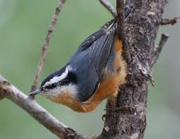 Males are brighter than females. Red Breasted Nuthatch Sitta Canadensis Idaho Fish And Game